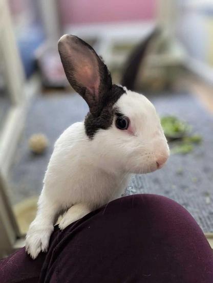 A white and brown rabbit with her front paws on a person's leg