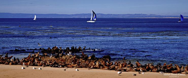 San Carlos Beach, with Sea Lions hanging on the shore and Sailboats on the water.

Monterey, California

September 7th, 2025