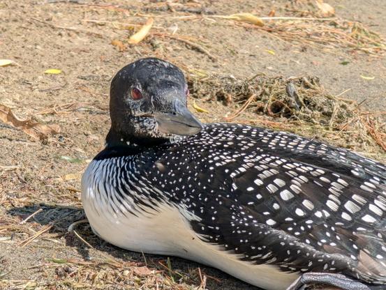 An older adult loon sitting on a sandy beach, close up. Its eyes are red, which is normal but neat to see you close. It's going grey and white in its face, a sign of age. A fishing line is barely perceptible extending out from its beak and along its back. Loons usually only sit on a beach like this when distressed