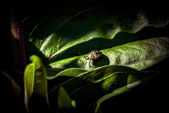 A small beetle with a shiny, patterned shell sits on a large, textured green leaf. The leaf is illuminated by sunlight, casting detailed shadows and highlighting the beetle’s intricate markings. Surrounding leaves are partially visible, with some areas in shadow, creating a dramatic contrast.