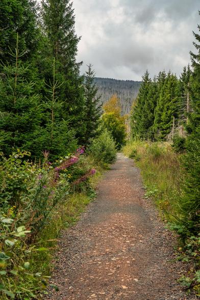 Dieses Bild zeigt einen schmalen, unbefestigten Wanderweg, der sich durch einen Wald schlängelt. Der Weg ist mit kleinen Steinen und Kies bedeckt und hat einen rötlich-braunen Farbton. Er führt in die Ferne, wo eine Bergkette zu sehen ist.
Auf beiden Seiten des Weges stehen dichte, hohe Tannenbäume, die eine Art natürlichen Tunnel bilden. Die Bäume auf der linken Seite sind besonders üppig und grün, während die Bäume auf der rechten Seite etwas lichter wirken. Weiter hinten im Bild, in der Mitte des Weges, befindet sich ein Baum mit leuchtend gelben Blättern, der sich von dem dunklen Grün der umgebenden Bäume abhebt.
Der Himmel ist bewölkt und grau, was dem Bild eine leicht gedämpfte, aber friedliche Stimmung verleiht. Das Licht scheint von oben zu kommen und beleuchtet den Weg und die Bäume. In der Ferne sind die Berghänge kahl, was auf einen möglichen Waldschaden hindeutet. Am Rand des Weges wächst niedrige Vegetation, darunter einige Büsche mit lila Blüten.