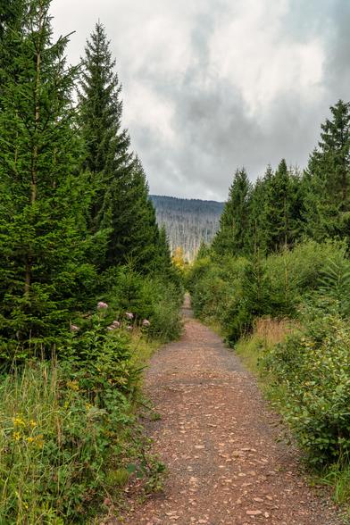 Dieses Bild zeigt einen Wanderweg, der sich durch einen Wald schlängelt. Der Weg ist unbefestigt, mit rötlichem Kies und Steinen bedeckt und führt in eine Berglandschaft hinein, die am Horizont zu sehen ist.
Auf beiden Seiten des Weges stehen dichte, grüne Tannenbäume, die eine Art natürliche Allee bilden. Auf der linken Seite sind die Bäume besonders hoch und dicht, während sie auf der rechten Seite etwas spärlicher wirken und mehr Unterholz zu sehen ist. Am Wegesrand wachsen niedrigere Pflanzen und Sträucher, darunter einige mit lila Blüten.
Der Himmel ist stark bewölkt und grau, was dem Bild eine gedämpfte, aber friedliche Atmosphäre verleiht. Das Licht ist sanft und scheint von oben auf den Weg zu fallen. Im Hintergrund sind auf den Berghängen die Stämme vieler abgestorbener Bäume zu erkennen, was auf einen möglichen Waldschaden hindeutet. In der Ferne, direkt in der Mitte des Weges, steht ein einzelner Baum mit leuchtend gelben Blättern, der einen starken Kontrast zur grünen und grauen Umgebung bildet.