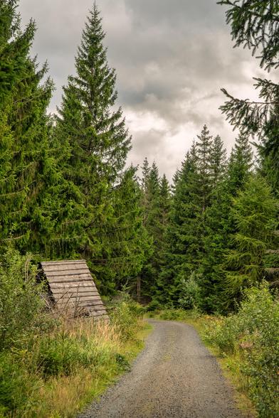 Dieses Bild zeigt einen schmalen, unbefestigten Wanderweg, der sich sanft nach rechts durch einen Wald krümmt. Der Weg ist mit dunklem Kies und kleinen Steinen bedeckt. Er verschwindet am Horizont, umgeben von einem dichten Fichtenwald.
Auf beiden Seiten des Weges ragen hohe, grüne Fichtenbäume empor, die eine natürliche Allee bilden. Die Bäume auf der linken Seite sind besonders hoch und füllen fast die gesamte linke Bildseite aus. Im Vordergrund auf der linken Seite befindet sich eine hölzerne Schutzhütte, die von niedriger Vegetation umgeben ist.
Der Himmel ist stark bewölkt und hat eine graue, fast dramatische Färbung. Das Licht, das durch die Wolken fällt, lässt die Szene ruhig und natürlich wirken. Der Wald ist dicht, und die Bäume im Hintergrund wirken dunkler. Die Gesamtstimmung ist ruhig und einladend, passend für einen Waldspaziergang an einem bewölkten Tag.
