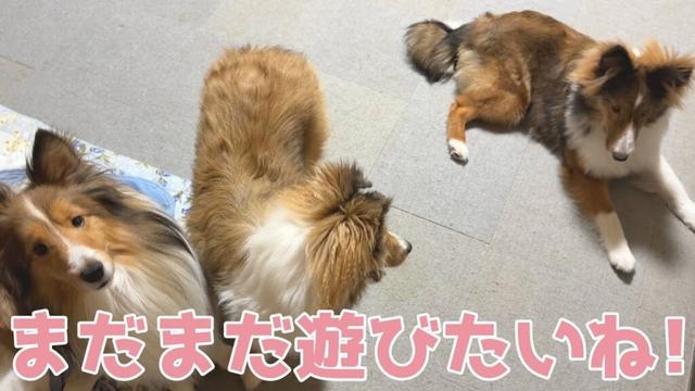 【シェルティ】まだまだ遊びたいね🐾【天龍くん合宿】