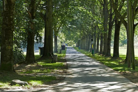 Blick in die Allee auf der Lahninsel  Wetzlar/Naunheim