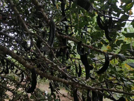 la capçada d'una garrofera a contrallum, s'observen les formes llargues penjant de les garrofes i les formes rodonetes de les fulles, perennes