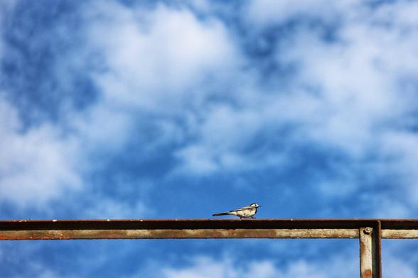 A tiny, grey and white wagtail with a long tail is perched on a rusty, horizontal metal bar. The bird is captured in the centre of the frame against a backdrop of a deep blue sky filled with bright, soft white clouds. The metal bar, which appears to be a railing or part of a fence, extends across the full width of the image. The bird is facing to the right, its head slightly turned towards the viewer.