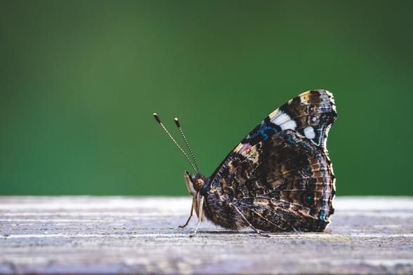 Close-up of a butterfly resting on a wooden surface, its wings folded showing intricate dark patterns with hints of blue, white, and orange, against a blurred green background.