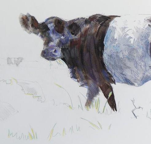 Illustration of a belted galloway cow, side on, looking out of the picture at you