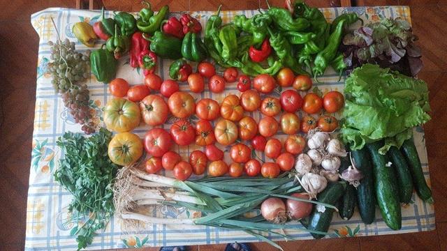 Contenido de la cesta de la semana sobre una mesa con hule.
Ocupando buena parte del centro un montón de tomates.
Debajo unos puerros, cebollas y ajos. También pepinos y calabacines.
En la derecha, lechugas. Y arriba pimientos gordos e italianos, rojos y verdes.
Y a la izquierda, perejil y un racimo de uvas.