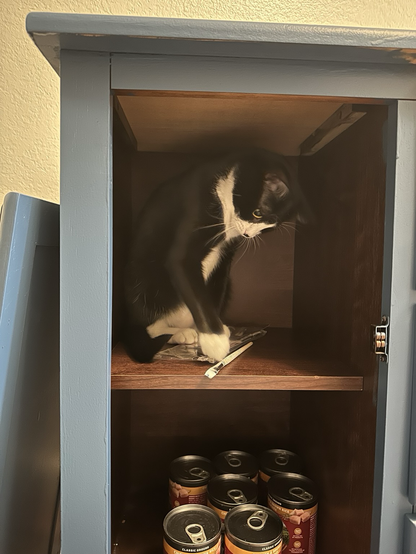 Tuxedo girl cat helping with a painting job