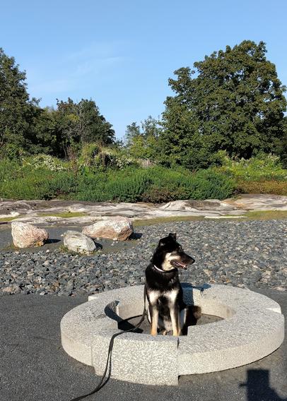 Koira istuu betonisen, tyylitellysti pyöreän rinkulan keskellä Porvoon japanilaisessa puistossa eli Kirjailijapuistossa. Päivä on aurinkoinen, taivas sinessä, luonto vihreän vehreä. Ei syksystä tietoakaan.