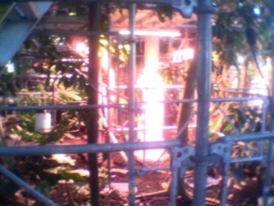 7650 view inside the main #greenhouse under renovation - at #botanicalgarden #copenhagen  ...