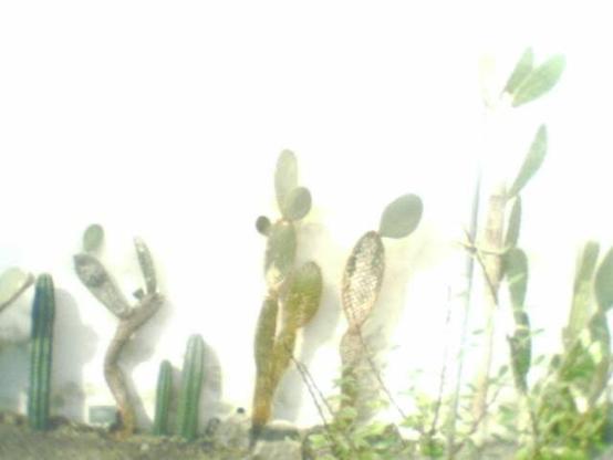 7650 view of a  group of #cacti at #botanicalgarden #copenhagen
