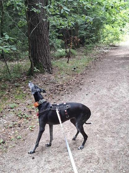 A black dog on a leash stands on a gravel path in a forest, looking up at a tree. The surrounding area is lush with greenery, and the ground is covered in fallen leaves and small twigs. The dog appears curious and alert, wearing a harness and a collar.