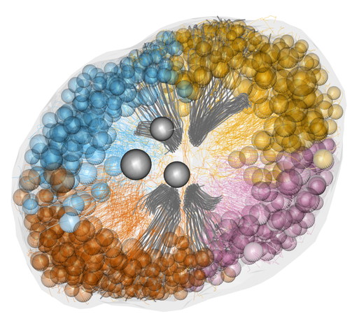 Morphological rendering of cells in the ctenophore apical organ showing the four quadrants and the balancer cilia supporting a statolyth.