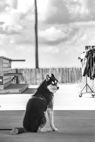 Photo en noir et blanc, composition verticale. Un chien Husky, assis sur ses pattes arrières, en 3/4 de dos regarde par dessus son épaule droit dans l'objectif, l'air blasé.