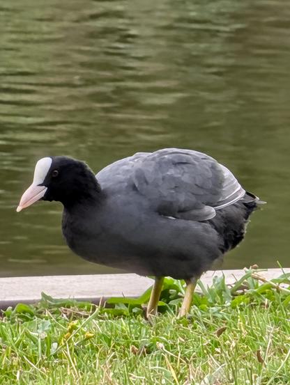 A coot on the grass near the pond.