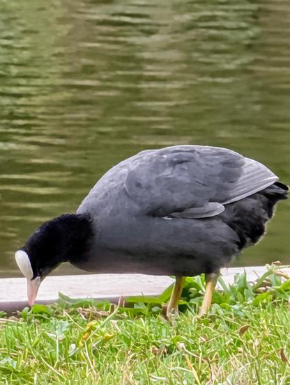 A coot on the grass near the pond hunting down insects.