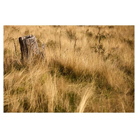 A single tree stump in the top left of the frame rises from a sea of golden grass on a clearing in the forest. The light is warm and bright.