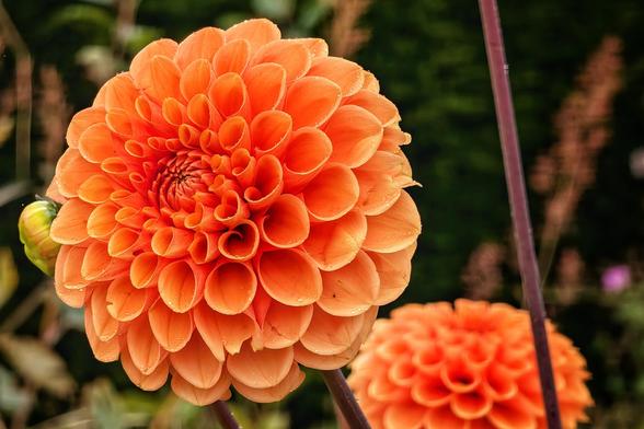 A vibrant, close-up shot of a bright orange dahlia flower covered in tiny water droplets. The intricate, concentric pattern of the petals is in sharp focus, with a second, out-of-focus dahlia visible in the background. The surroundings are a soft, blurred green.