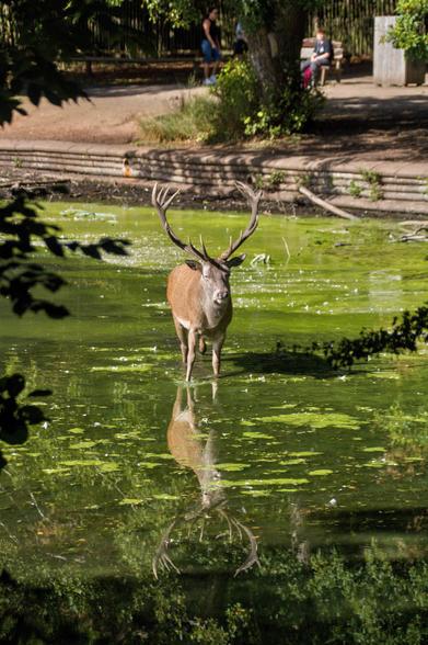 A male red deer lounges in a shallow pond