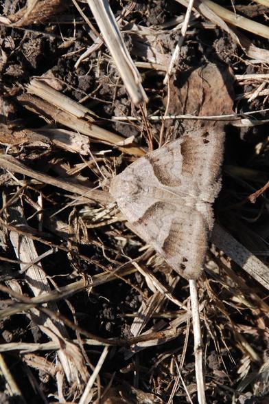 A light tan moth with brown markings rests on dried grass mulch (also tan and brown).     With its wings opened and flat on the ground, the moth has a very triangular shape.