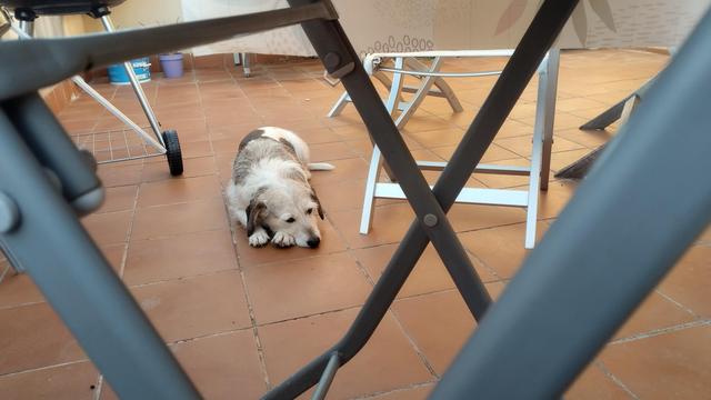 Foto de un patio a través de la parte inferior de una mesa plegable. Se ve un perrito enmarcado tumbado