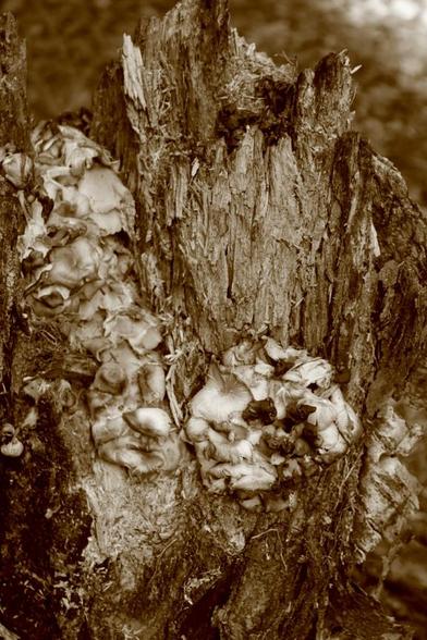 Medium close-up: Clusters of fungi grow out of a stump on several levels, creating the impression that they are seated to watch an outdoor concert.