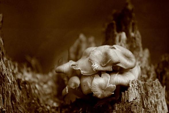 Close-up: A cluster of fungi grows out of a stump, creating the impression that they are bunched together in a manoeuvre.