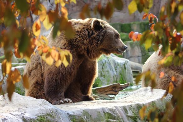 A large, furry brown bear sits on a rock, its head turned to the right. The bear is framed by out-of-focus autumn leaves in shades of orange and brown. A second bear's hindquarters are visible on the right side of the frame. The background consists of more rocks and a man-made wall.