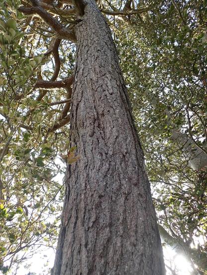 Tall trunk of black pine. Grey brown and rough looking.