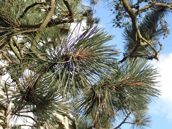 Proper long needles of black pine. 10-15cm.