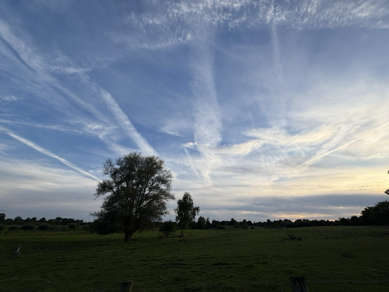 evening sky, still blue with blurry contrails, fading light, black silhouettes of bushes and trees