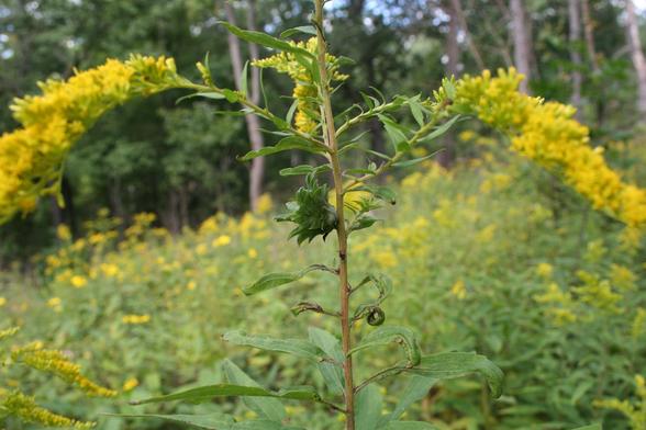 A flowering goldenrod plant with a very ungoldenrod-like rosette of leaves attached to the stem.