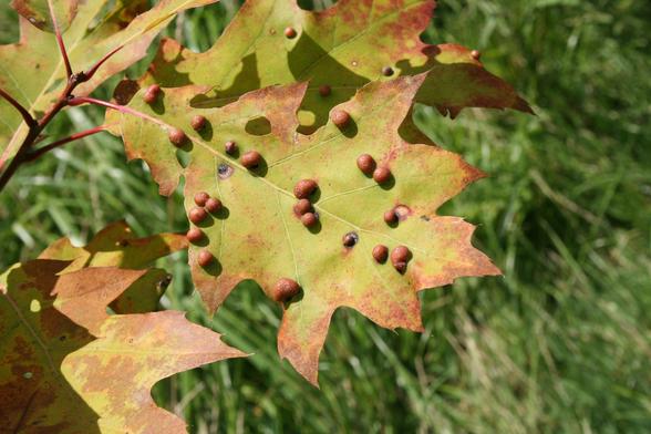 An oak leaf, green-yellow with rusty-coloured edges, with the top surface spotted with smooth rust-brown ball-like galls.
