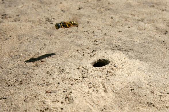 A black-and-yellow sand wasp hovering over a little round hole dug in sandy soil. It has a very cute and charming expression.