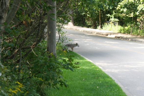 Rather out-of-focus photo of a coyote on the grassy strip beside a two-lane road, about to cross. There are woods on either side.