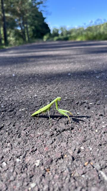 A green praying mantis on a tarmac cycle path