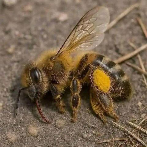 This is a dead honeybee - due to 'weed' spraying for dandelions...