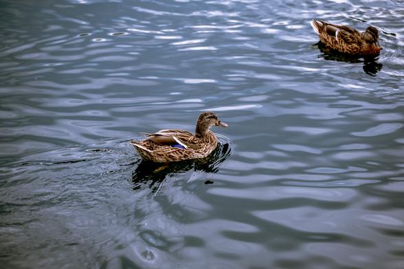 Two ducks floating