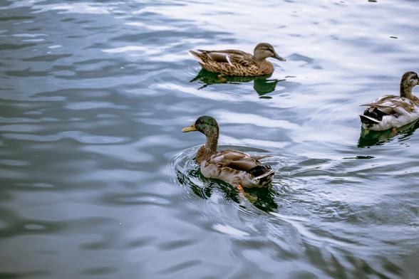 Three ducks floating