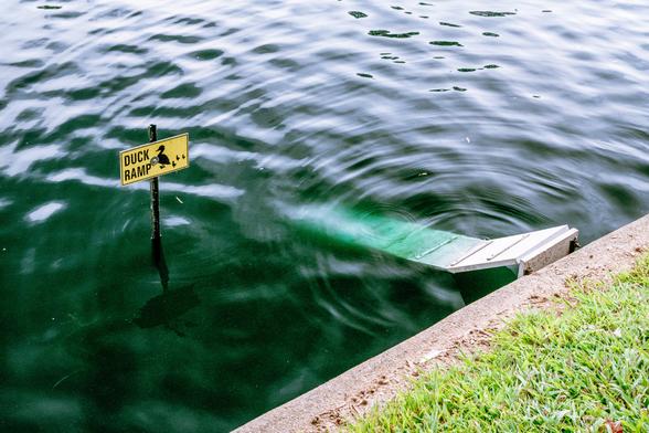 A dick ramp, evidenced by sigh, at pond’s edge