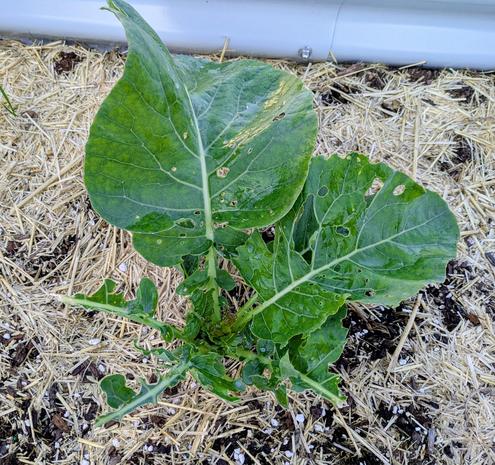 Half eaten cauliflower plant that shines a little bit from neem oil solution.