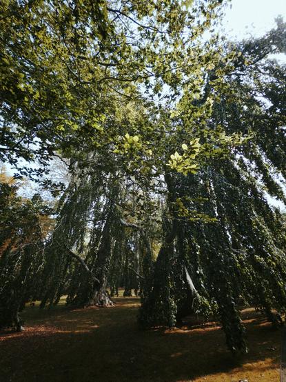 A wide angle shot of trees in a garden with the mid day sun overhead. The ground is littered with leaves and other vegetation.