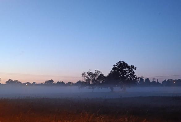 Blauer klarer Morgenhimmel, nach links heller werdend. Bodennebel, daraus zwei Bäume. Im Hintergrund Baumsilhouetten und Beleuchtung, vorne Wiese.