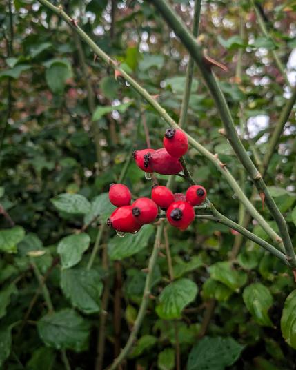 Ein Bündel knallroter Hagebutten am Wegesrand, tropfend vom Regen.