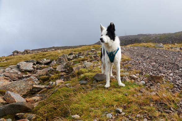 Skye still staring at the red deer, she's standing on a rough stony track facing the camera but looking slightly away.