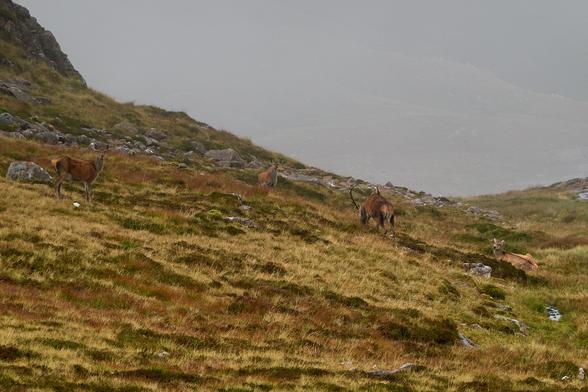 Ah yes, got them now. A group of 3 hinds blending in to the browning grass, looking at us. A stag facing away, still grazing,  not bothering to check us out.