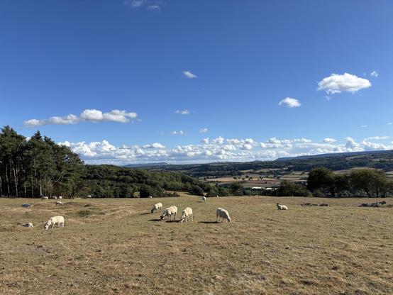 Field of sheep with a view down into the valley where Dorstone is. The field is brown due to lack of rain and the sky is blue with fluffy clouds at the horizon.